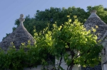 20260502 175654 Apulien Alberobello