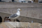 20260506 125312 Apulien Gallipoli