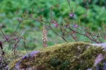 20220419 123817 Azoren Unterwegs Landschaften Auf Sao Miguel