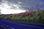 20220420 185845 Azoren Unterwegs Landschaften Auf Sao Miguel