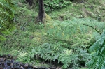 20220421 153945 Azoren Unterwegs Landschaften Auf Sao Miguel