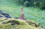 20220423 164300 Azoren Unterwegs Landschaften Auf Sao Miguel