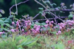 20220423 165831 Azoren Unterwegs Landschaften Auf Sao Miguel