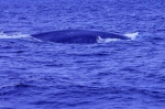 20220423 095114 Azoren Whale Watching