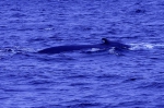 20220423 095119 Azoren Whale Watching