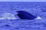 20220423 095122 Azoren Whale Watching