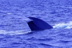 20220423 095123 Azoren Whale Watching