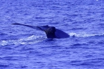 20220423 095124 Azoren Whale Watching