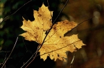 20211110 091425 Herbst
