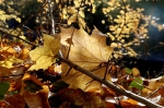20061118 132119 Herbst