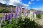 20101206 100539 Neuseeland Wanaka Cardrona On The Road Landschaften Am Weg