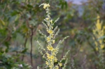 20240509 175328 Sizilien Flora