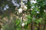 20240509 182524 Sizilien Flora