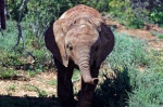 20171130 100719 Suedafrika Elefanten