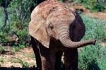 20171130 100731 Suedafrika Elefanten
