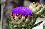 20171127 075610 Suedafrika Flora