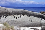 20171122 101646 Suedafrika Pinguine