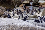 20171122 101831 Suedafrika Pinguine