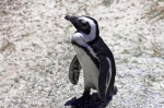 20171122 101929 Suedafrika Pinguine