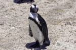20171122 102326 Suedafrika Pinguine