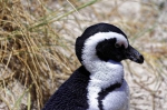 20171122 102712 Suedafrika Pinguine