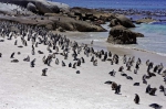 20171122 103358 Suedafrika Pinguine