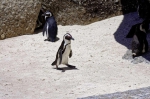 20171122 103536 Suedafrika Pinguine
