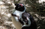 20171122 103817 Suedafrika Pinguine
