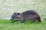 20130705 203025 Nutria Schwetzingen Tiere