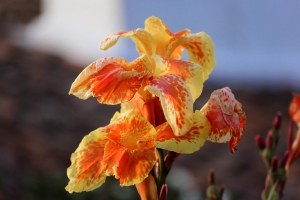 Flora