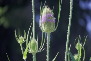 Flora