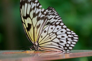 Luisenpark Mannheim April 2025