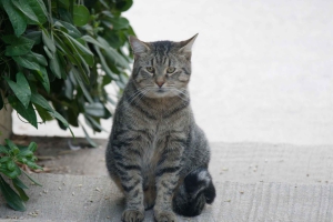 Alghero – Capo Caccia