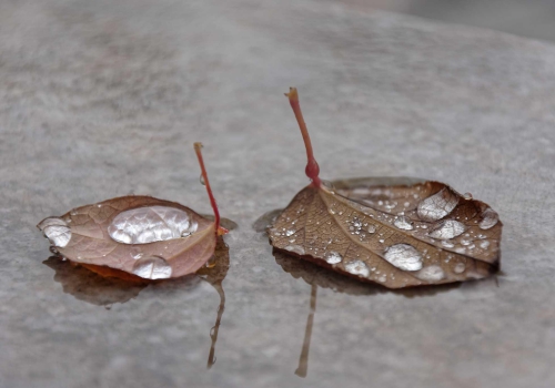 Herbst